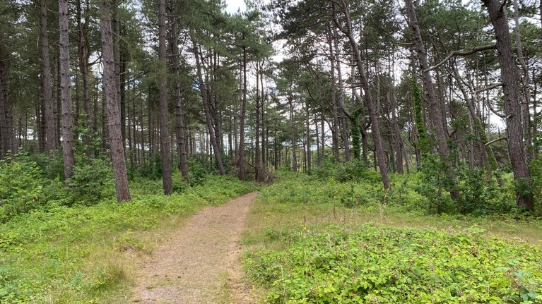 A more open pine woodland at Formby, with widely spaced trees, increased light reaching the ground, and new woodland plants growing beneath bushier pines
